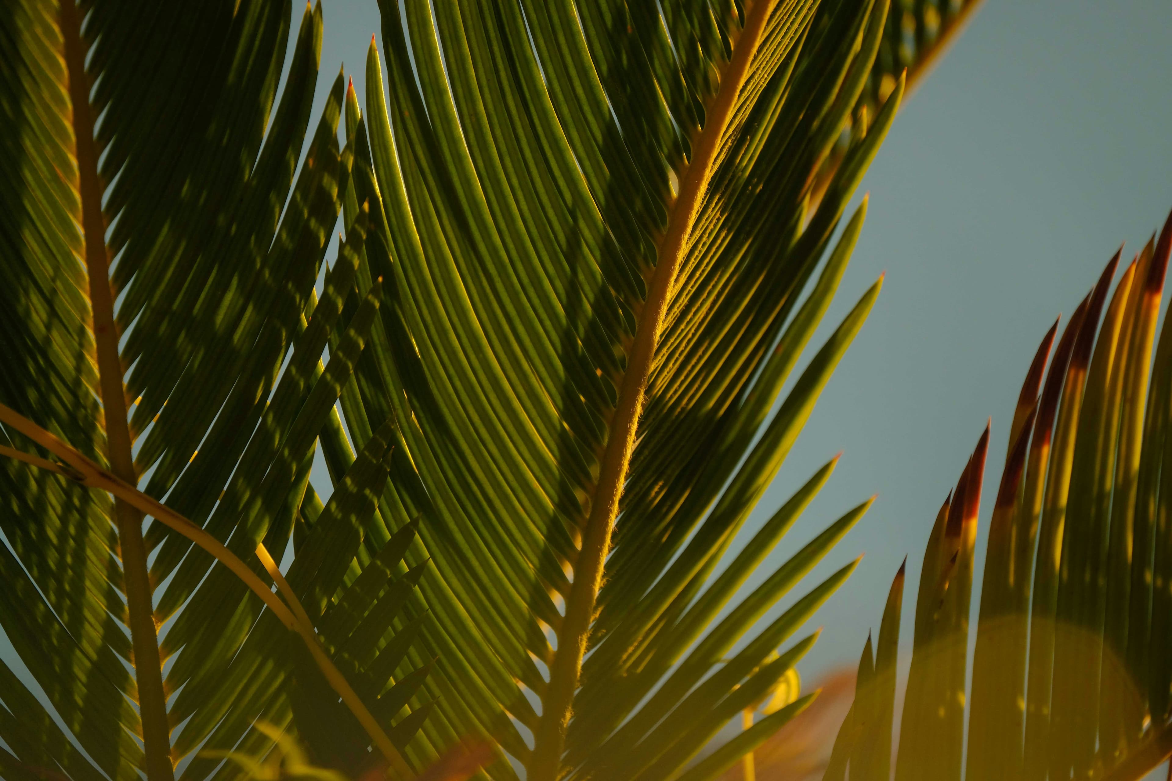 Close-up of sunlit palm fronds, their patterns catching the light