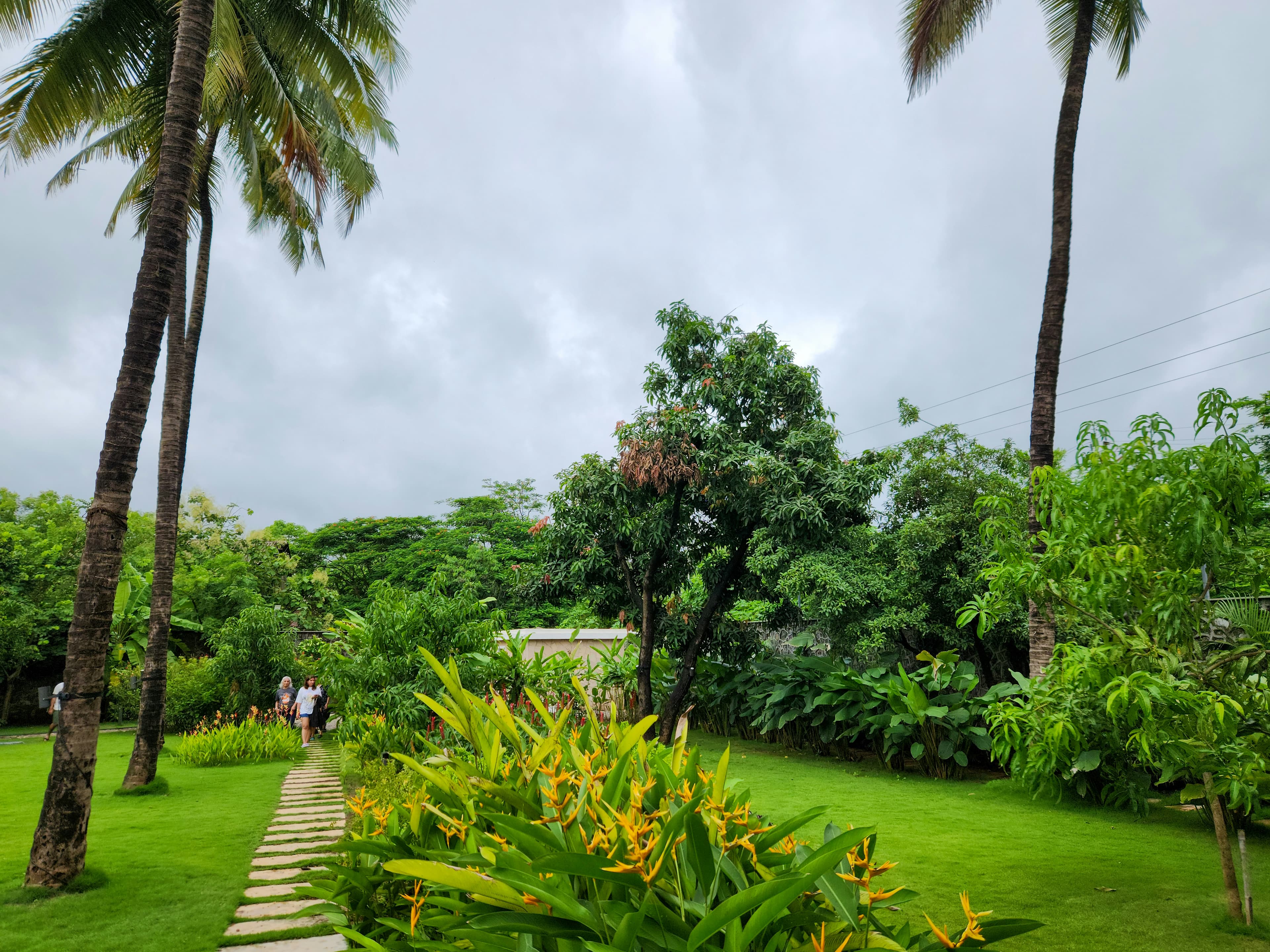 A lush green pathway winding through a tropical garden